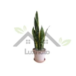 Snake Plant (Sansevieria) in Alabama
