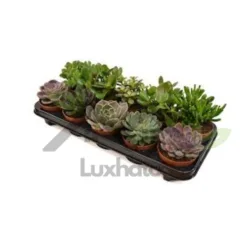 Succulent Mix (Echeveria, Crassula) in Alabama