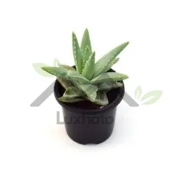 Mini Aloe Vera (Aloe barbadensis) in Alabama