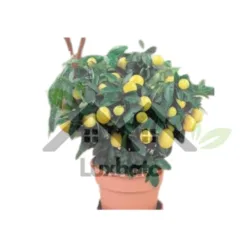 Dwarf Lemon Tree (Citrus limon) in Alabama