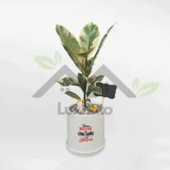 Single stem red bud marble banyan tree in super cute ceramic pot at Alabama