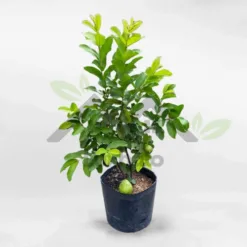 Pear guava tree in super cute nursery pot FRUI023 at Alabama