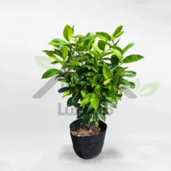 Lotus leaf tree in super cute nursery pot FRUI022 at Alabama