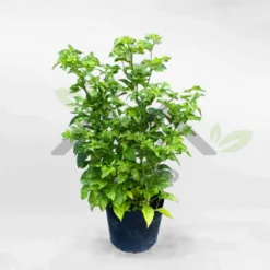Green Siamese chili tree in super cute nursery pot FRUI019 at Alabama