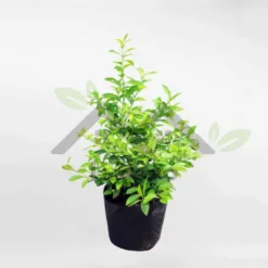 Northern lemon tree in nursery pot Super cute FRUI013 at Alabama