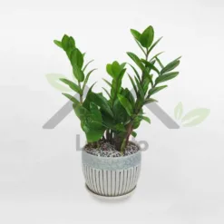 Mini money tree for table in super cute ceramic pot at Alabama