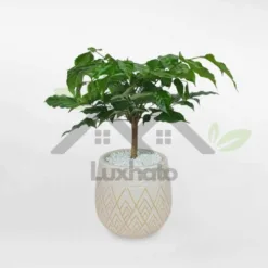 Mini happiness tree for table in super cute ceramic pot at Alabama