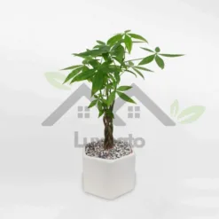 Small Tet money tree for table in super cute ceramic pot at Alabama