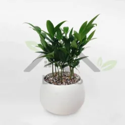 Pink gold tree for table in super cute white ceramic pot at Alabama