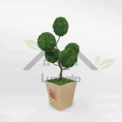 Lucky tree in super cute rectangular ceramic pot at Alabama