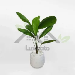 Small Japanese areca tree in super cute white ceramic pot at Alabama