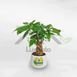 Pink money tree for table in super cute ceramic pot at Alabama