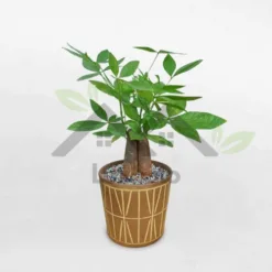 3-stem money tree for table in super cute terracotta pot at Alabama
