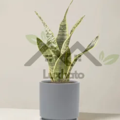 The Sill Snake Plant