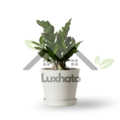 Bloomscape ZZ Plant