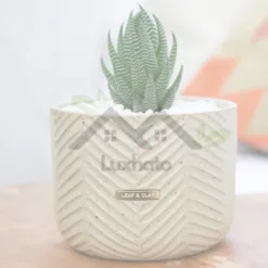 Leaf & Clay Succulent Planter