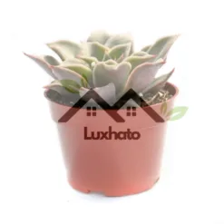 Succulent Market Echeveria