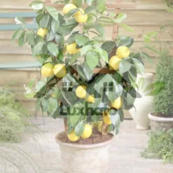 Bonanza Dwarf Lemon Tree