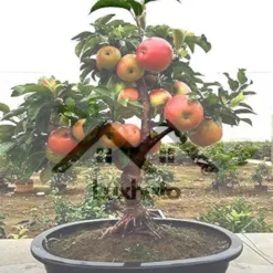 Dwarf Apple Tree