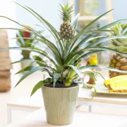 Pineapple Plant