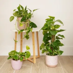 Small Pothos (Epipremnum aureum)