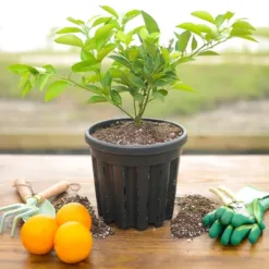 Dwarf Orange Tree (Citrus sinensis)